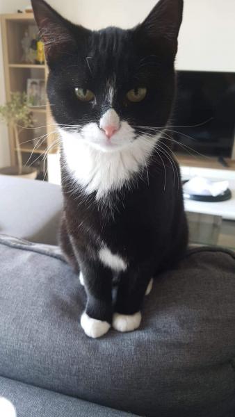 Arya