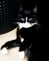 Arya