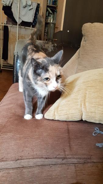 Minette
