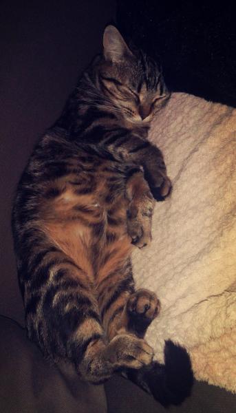 Poupie
