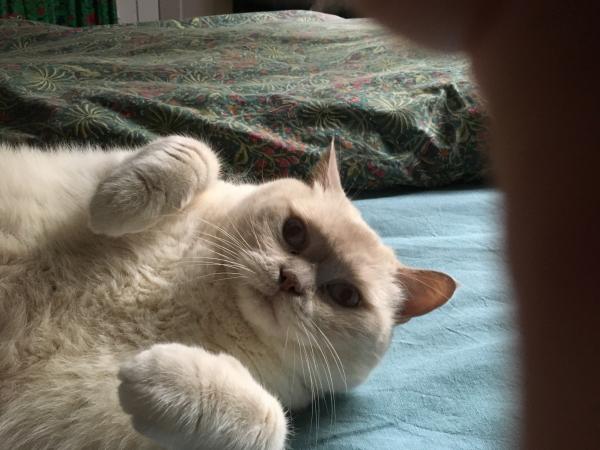 Emile