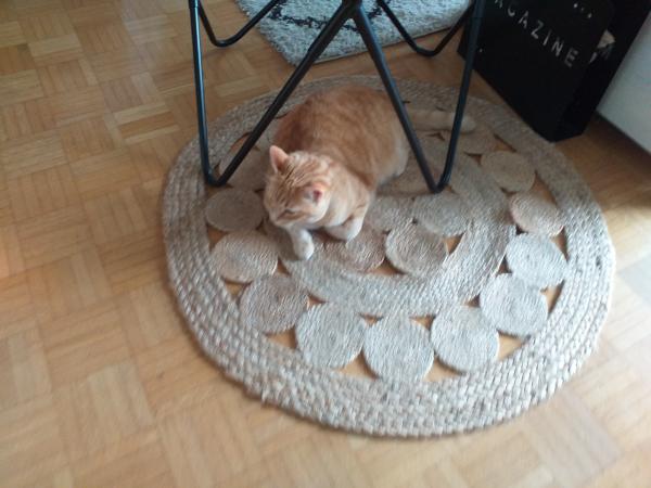 Mimi