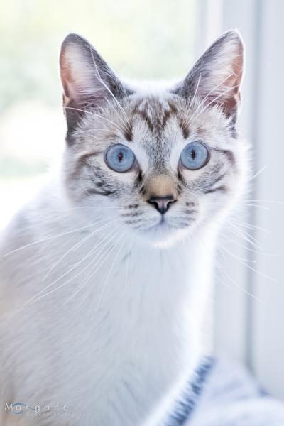 Pixel