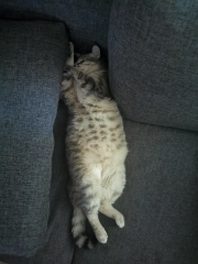 Rozita