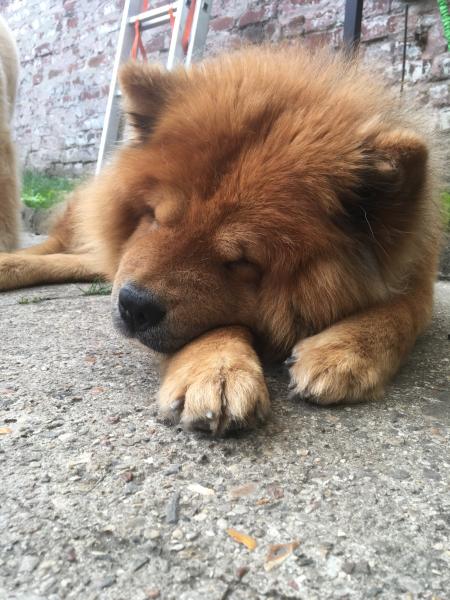 Woofy