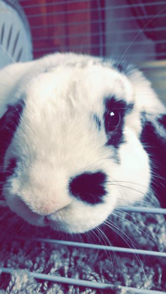 Monsieur Tumlus