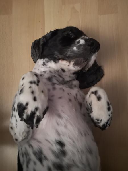 Jack