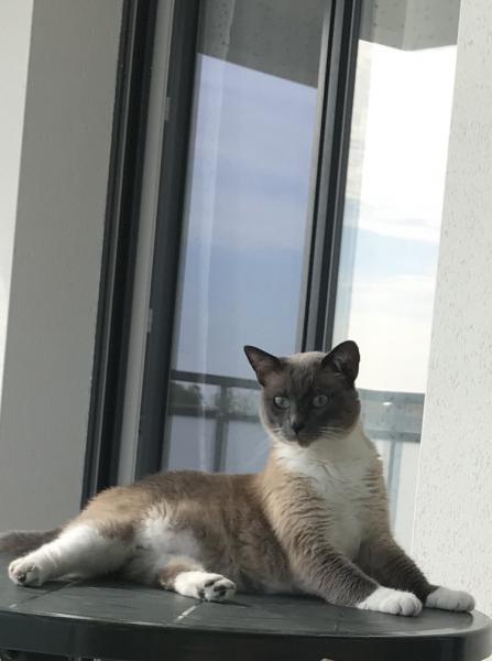 Praline