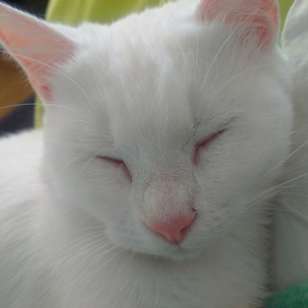 Plume
