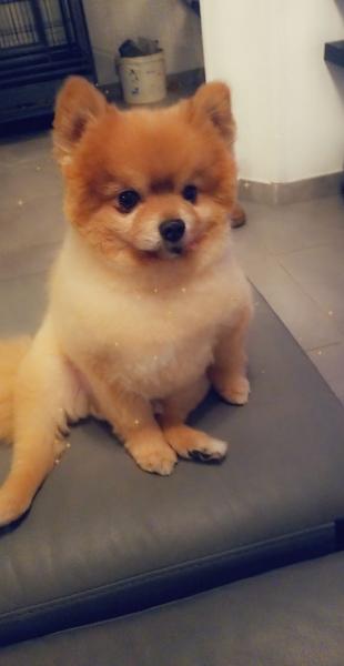 Poupi