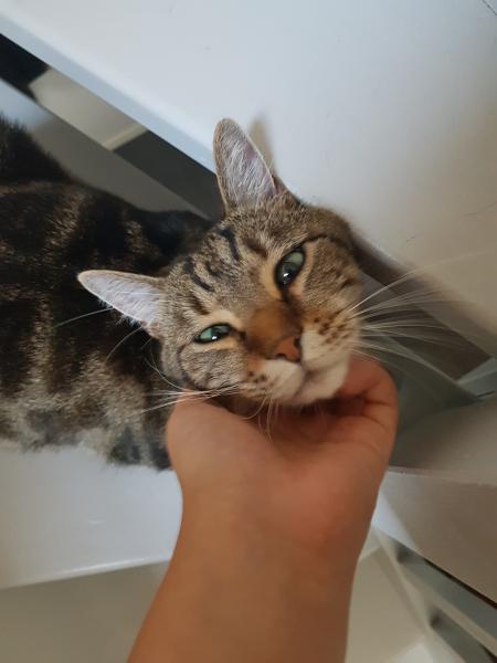 Loky