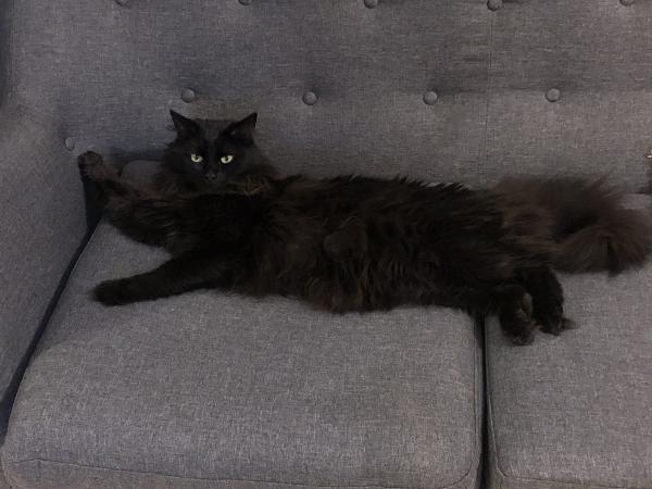 Nala