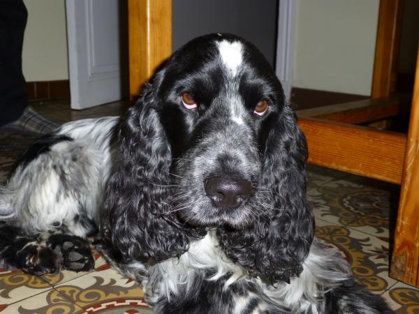Toby