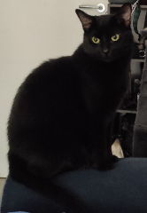 Berlioz