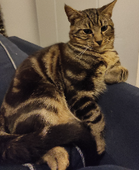 Tabby