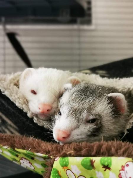 Thug &amp; Puck