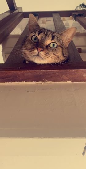 Liloo