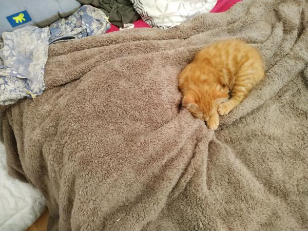 Nala