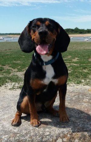 Bilbo
