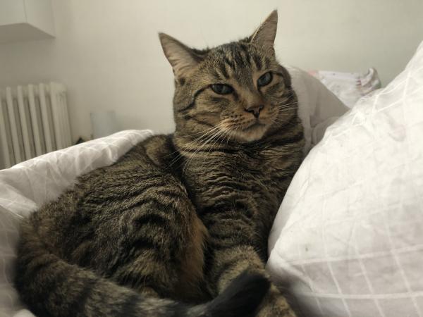 Pepito
