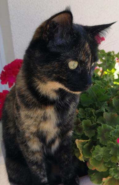 MAYA