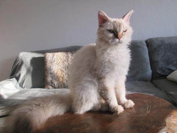 Princesse