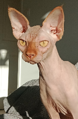 Chéops