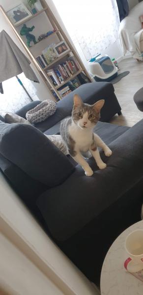 Minou