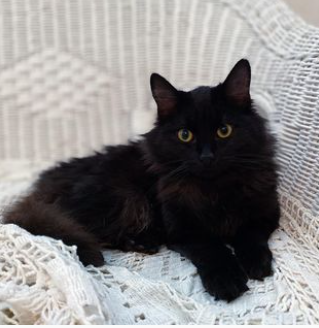 Nori
