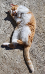 Mimi