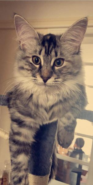 Moustache