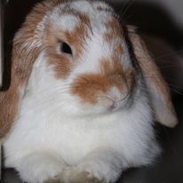 Nougat
