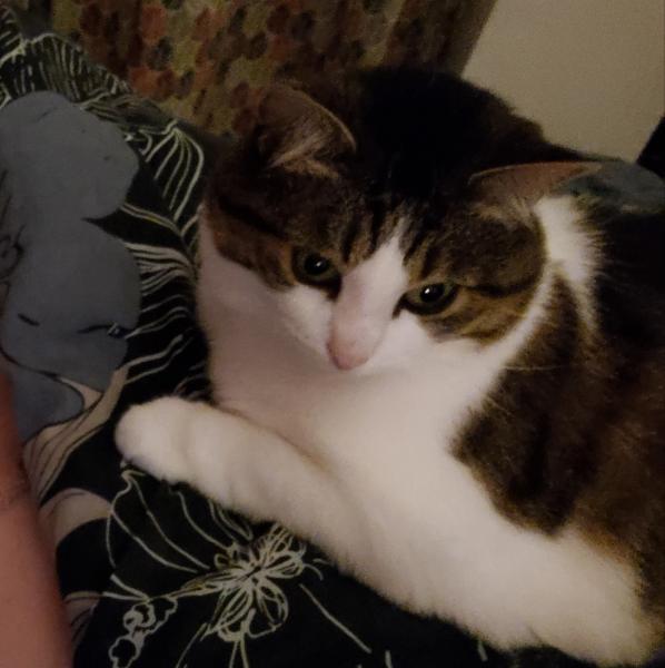 Lula