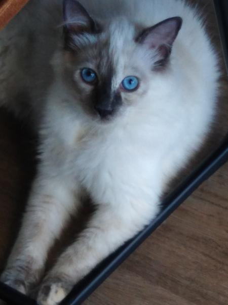 Mia