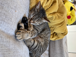 Rosie