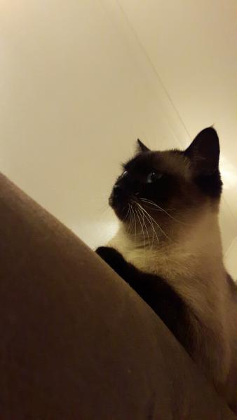 Lady