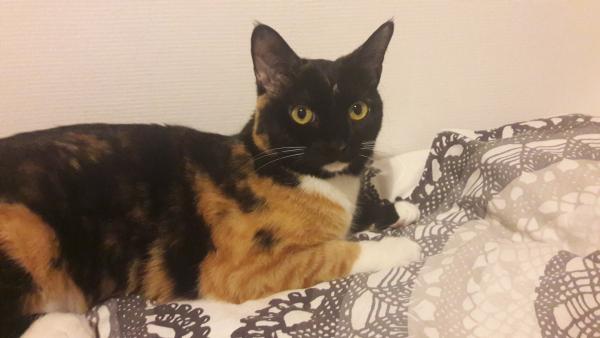 Nina