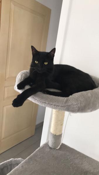 Fifi