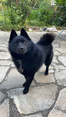 Iko