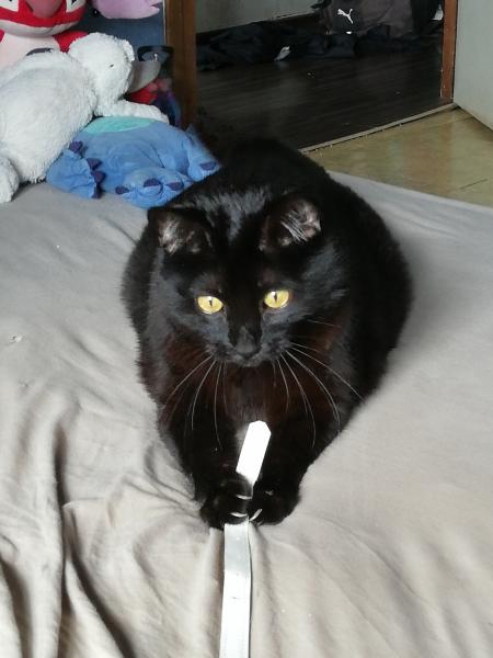 Cachou
