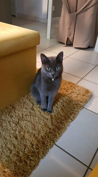 Reglisse