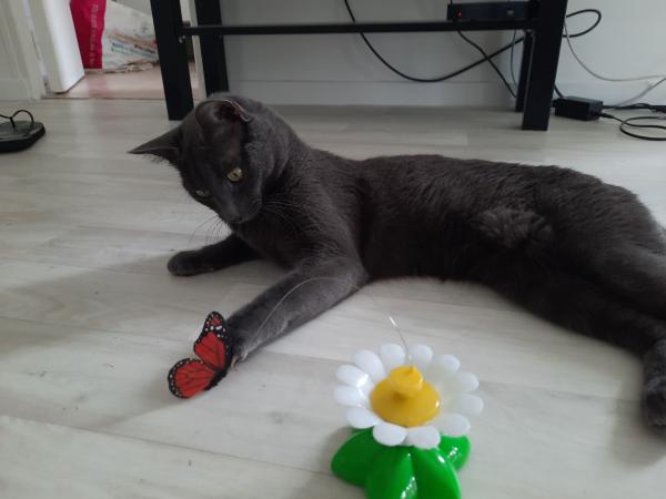 Dexter