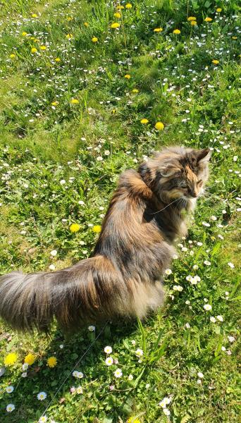 Athena