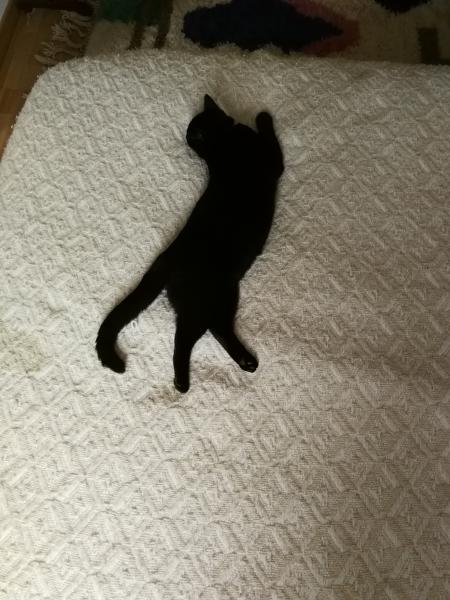 Stout