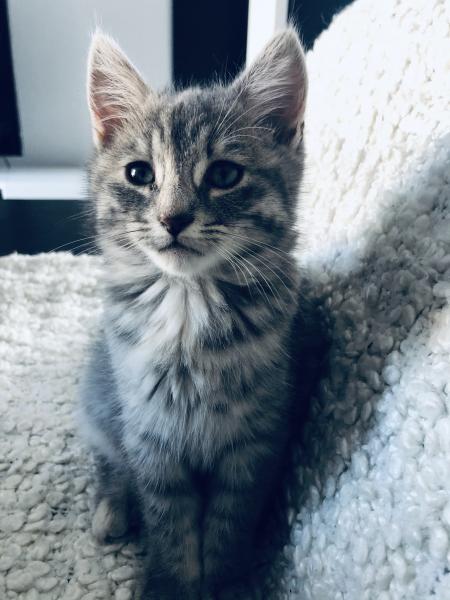 Nala