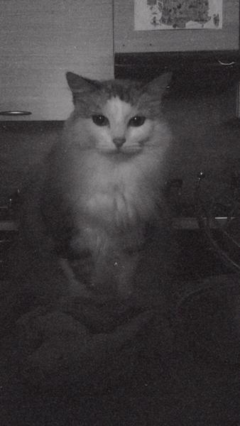 Amy