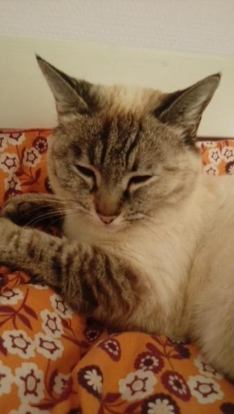 Maya