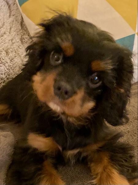 Romeo