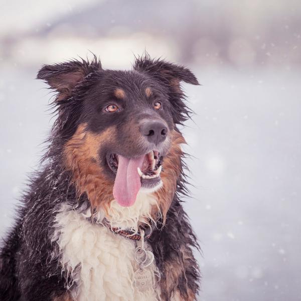 Laska