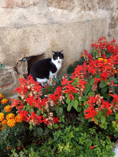 Fifi